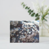 Barnacles 1 postkarte (Stehend Vorderseite)
