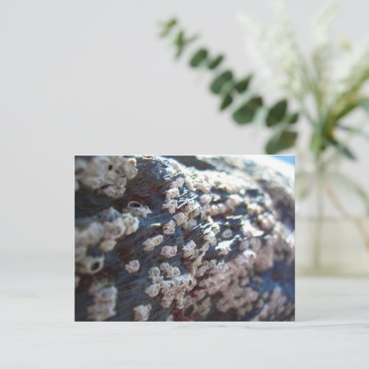 Barnacles 1 postkarte (Stehend Vorderseite)