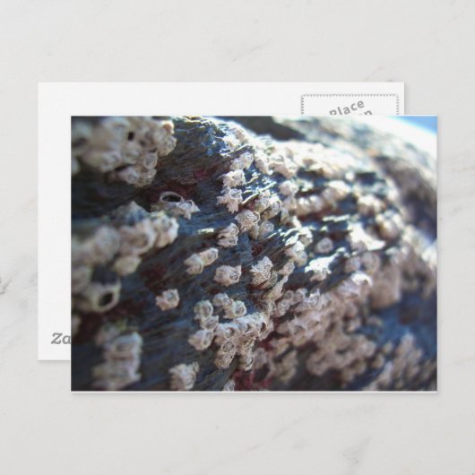 Barnacles 1 postkarte (Vorne/Hinten)