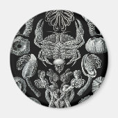 Barnacles Magnet (Vorne)