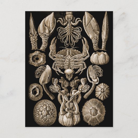 Barnacles Postkarte (Vorderseite)