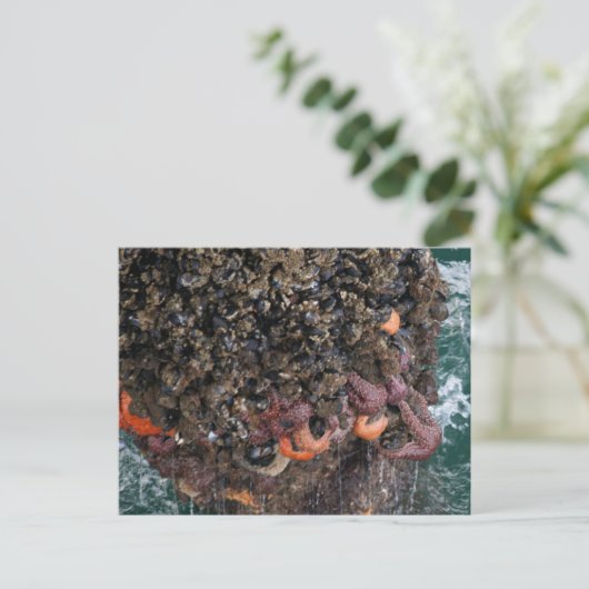 Barnacles und Seesterne Postkarte (Stehend Vorderseite)