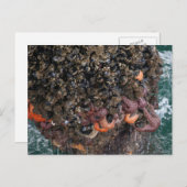 Barnacles und Seesterne Postkarte (Vorne/Hinten)