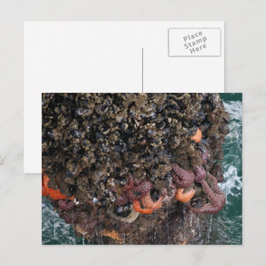 Barnacles und Seesterne Postkarte (Vorne/Hinten)