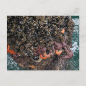 Barnacles und Seesterne Postkarte (Vorderseite)