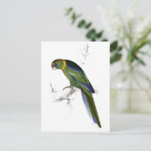 Barnards Parrakeet von Edward Lear Postkarte (Stehend Vorderseite)