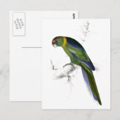 Barnards Parrakeet von Edward Lear Postkarte (Vorne/Hinten)