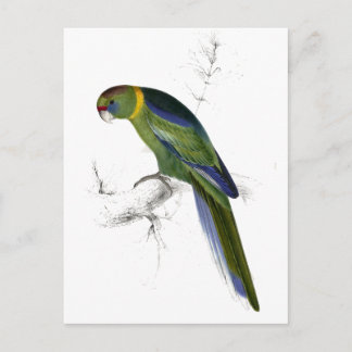 Barnards Parrakeet von Edward Lear Postkarte