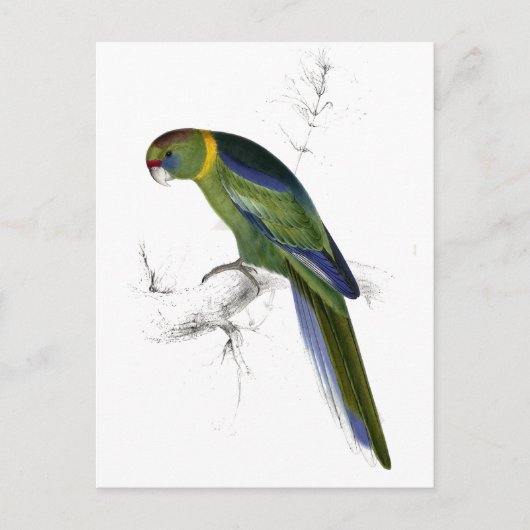 Barnards Parrakeet von Edward Lear Postkarte (Vorderseite)