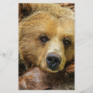 Bärnbärn-Tiergewohnheit personifizieren Jahrestage Flyer