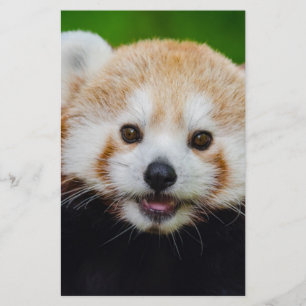 Bärnbärn-Tiergewohnheit personifizieren Jahrestage Flyer