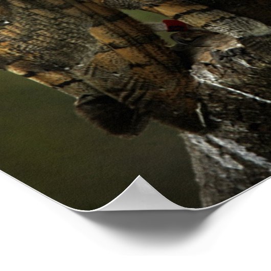 Barnowls Poster (Ecke)