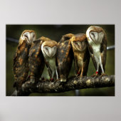 Barnowls Poster (Vorne)