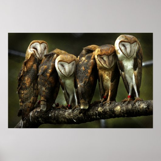 Barnowls Poster (Vorne)