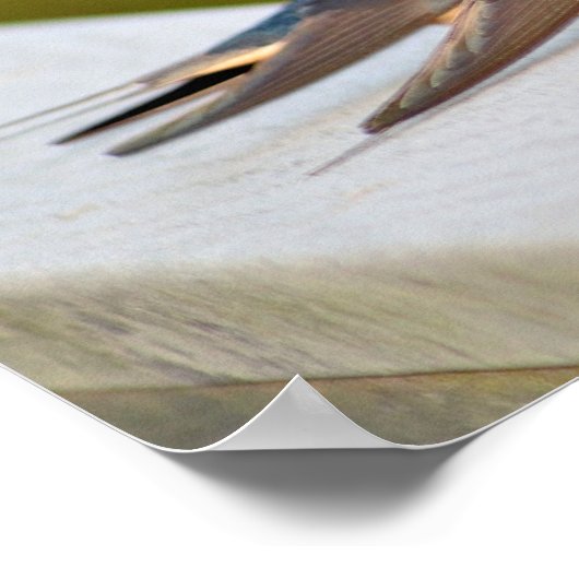 Barnschwalbe Poster (Ecke)