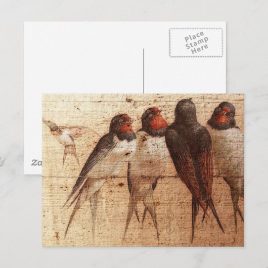 Barnschwalbe Postkarte (Vorne/Hinten)