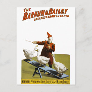 Barnum und Bailey: Darstellende Gänse Postkarte