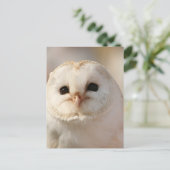 Barny the Barn Owl Postkarte (Stehend Vorderseite)