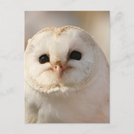 Barny the Barn Owl Postkarte
