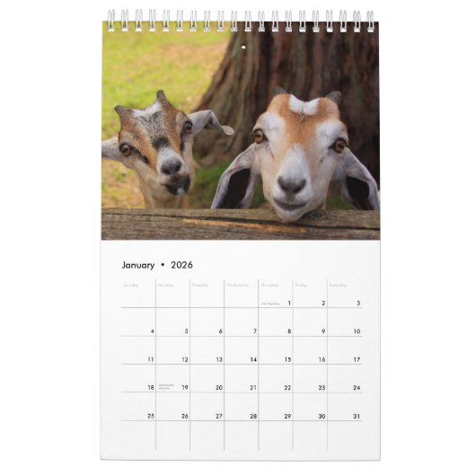 Barnyard Bliss Farm Animal Kalender (Jan 2026)