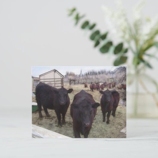Barnyard Cattle Postkarte (Stehend Vorderseite)