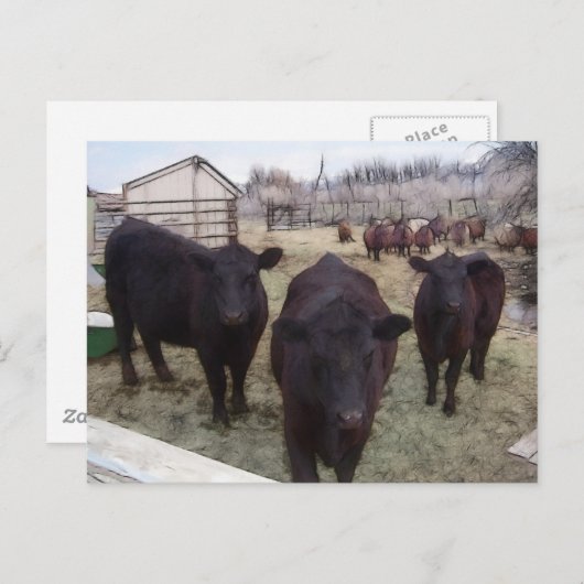 Barnyard Cattle Postkarte (Vorne/Hinten)