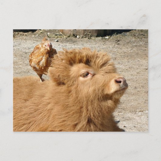 Barnyard Freunde Postkarte (Vorderseite)