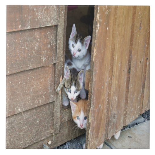Barnyard Kittens Fliese (Vorderseite)