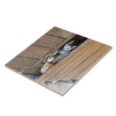 Barnyard Kittens Fliese (Seite)