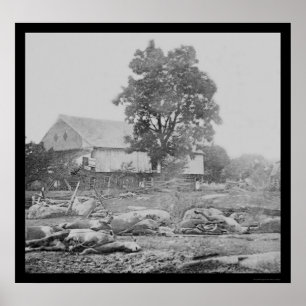 Barnyard und Pferde in Gettysburg 1863 Poster