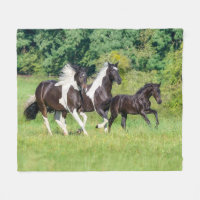 Barock Pinto Pferde Herde mit Niedlichem Foal Gall