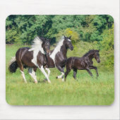 Barock Pinto Pferde Herde mit Niedlichem Foal Gall Mousepad (Vorne)
