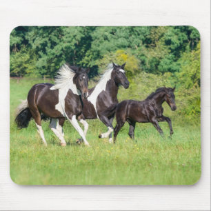 Barock Pinto Pferde Herde mit Niedlichem Foal Gall Mousepad