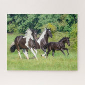 Barock Pinto Pferde Herde mit Niedlichem Foal Gall Puzzle (Horizontal)