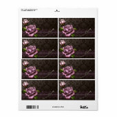 Barocke Rose Apotheke Etikett (Vorne)