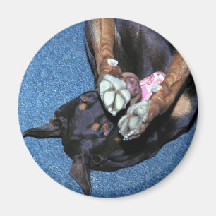 Baron "ich bin schüchtern " magnet