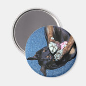 Baron " I'm Shy" Magnet (Vorderseite/Rückseite)