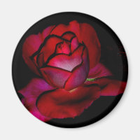 Baroness Rothschild Rose