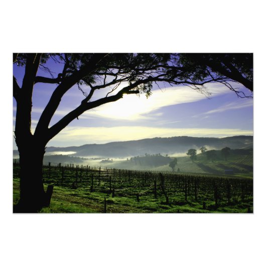 Barossa-Tal Landschaft Fotodruck (Vorne)
