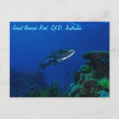 Barracuda auf der Postkarte des Großen Barrier-Rif (Vorderseite)