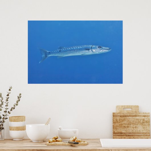 Barracuda im Blauen Poster (Küche)