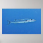 Barracuda im Blauen Poster (Vorne)