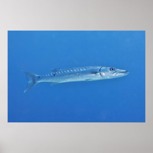 Barracuda im Blauen Poster (Vorne)