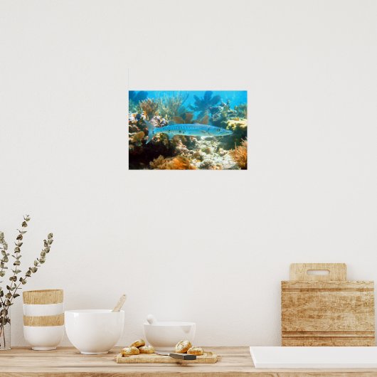 BARRACUDA POSTER (Küche)