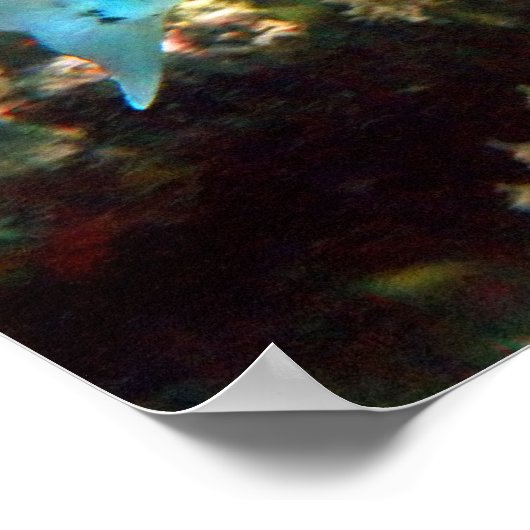 BARRACUDA POSTER (Ecke)