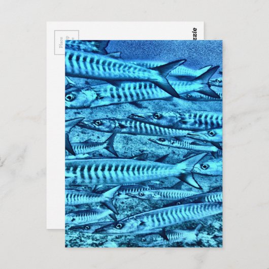 Barracuda Postkarte (Vorne/Hinten)