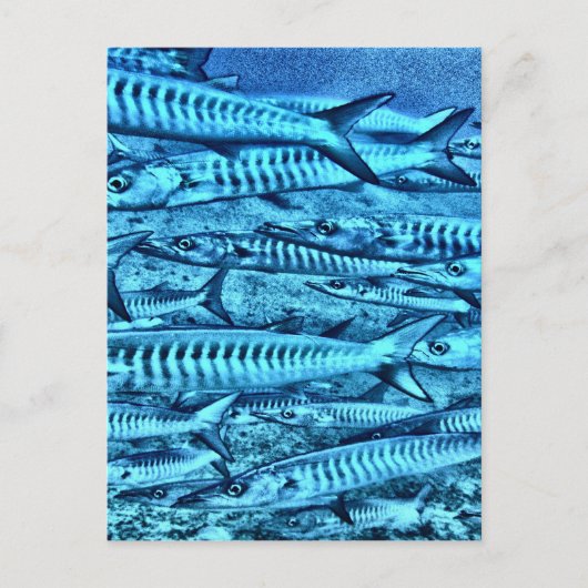 Barracuda Postkarte (Vorderseite)