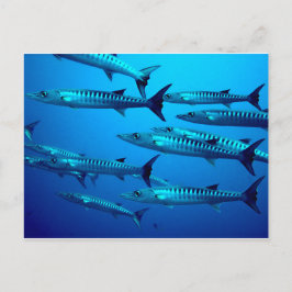 Barracuda Tauchen Tiefseewasser tropische Welle Postkarte