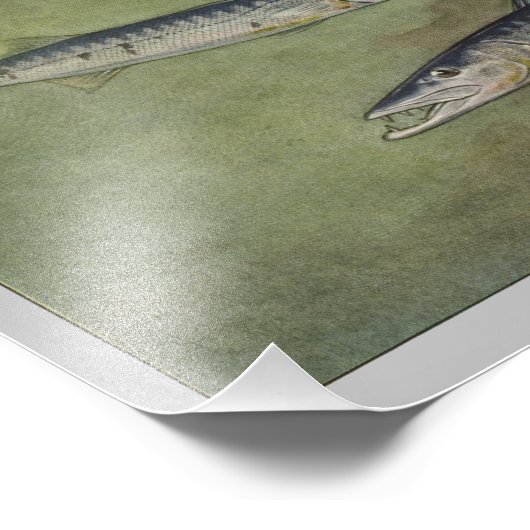 Barracuda Vintag Fotodruck (Ecke)