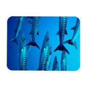 Barracudas Magnet (Horizontal)